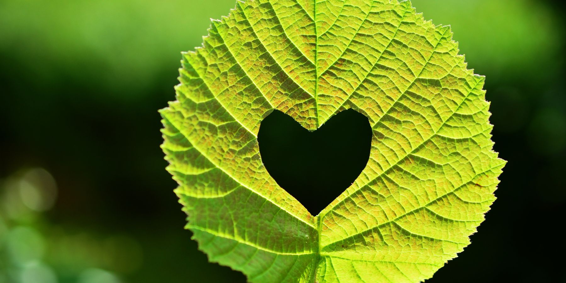 Eco-Friendly Valentine's Day Ideas