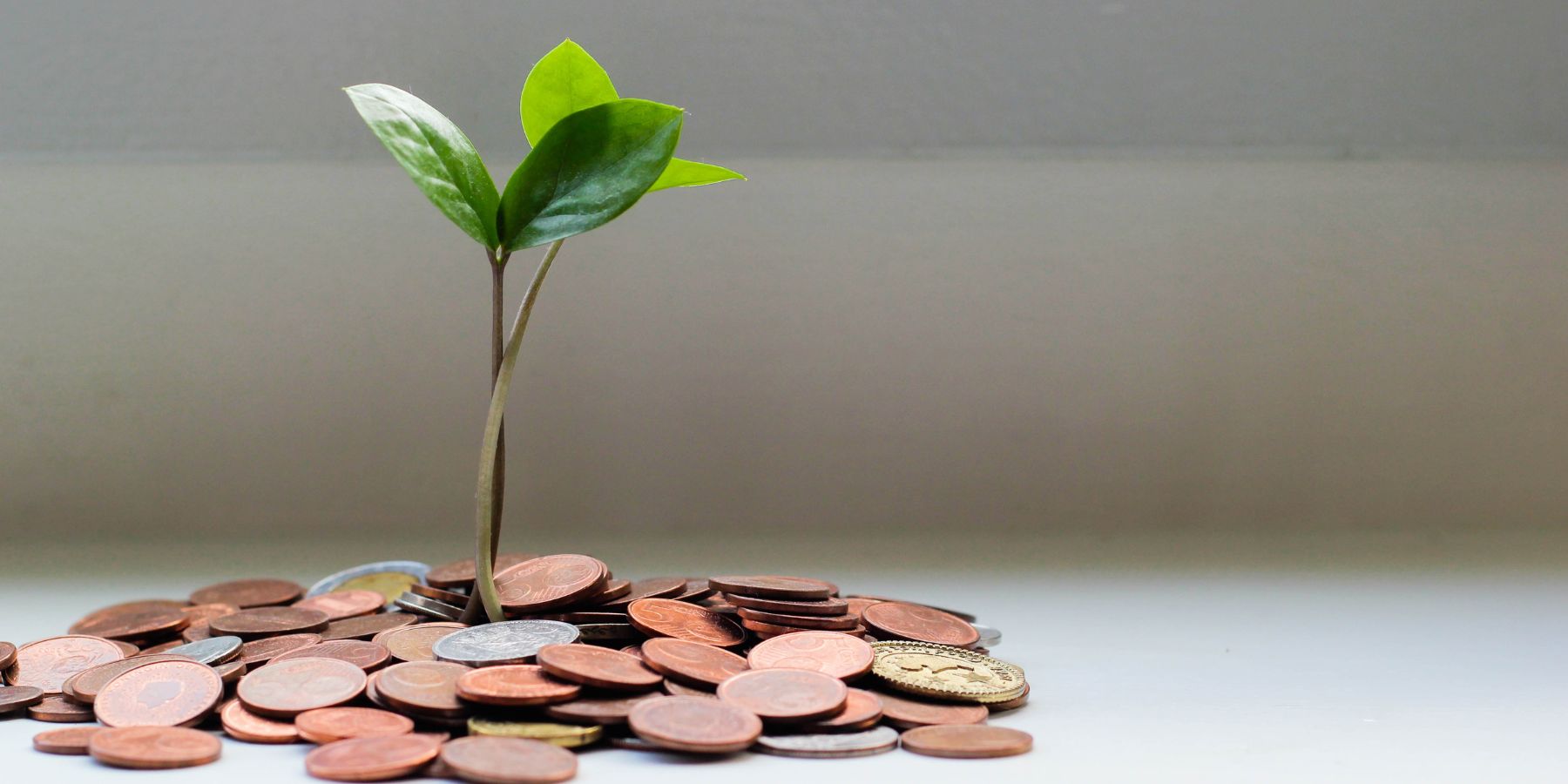 How to be Eco Friendly on a Budget