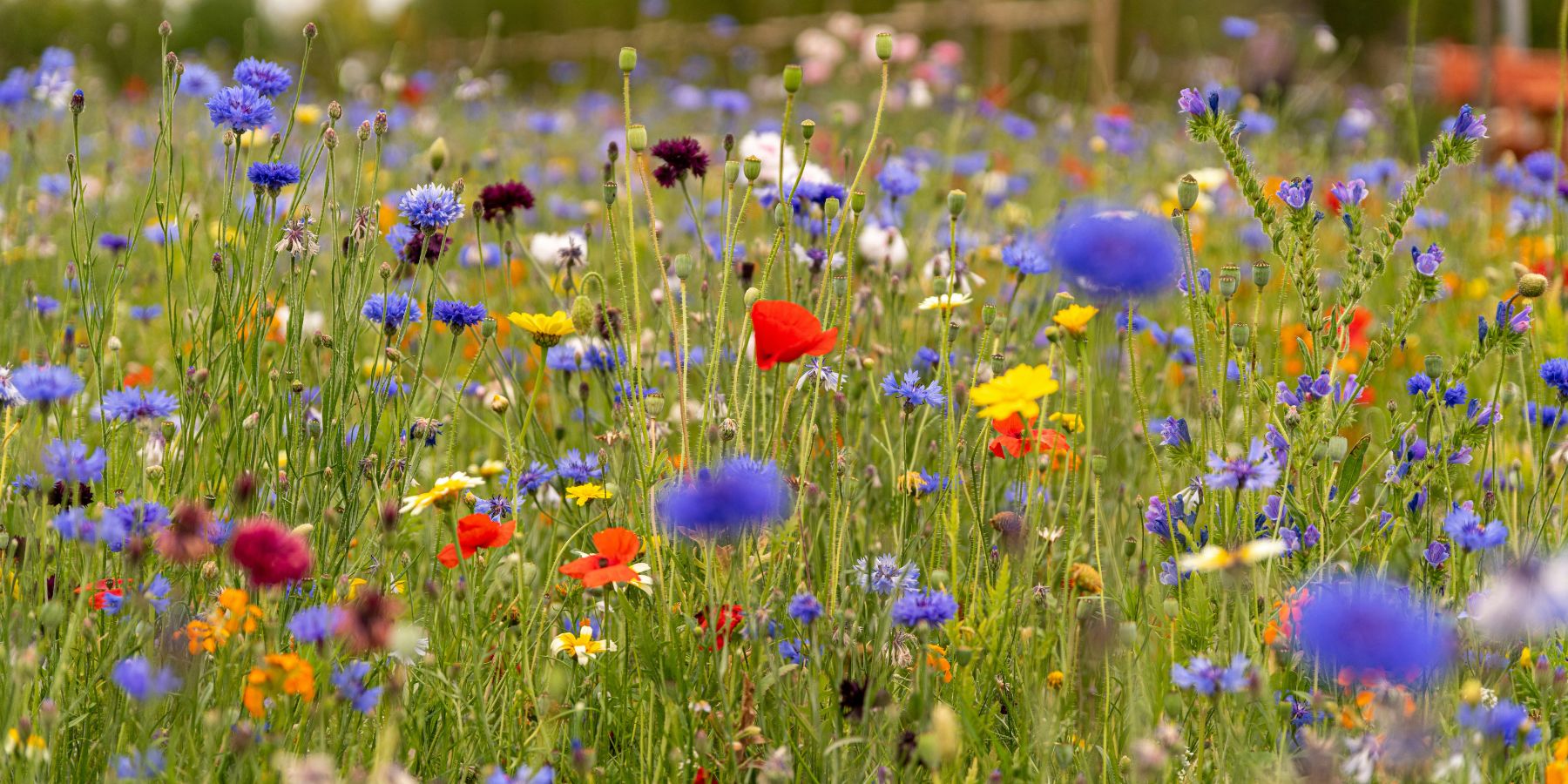 How No Mow May is Helping Nature One Lawn at a Time