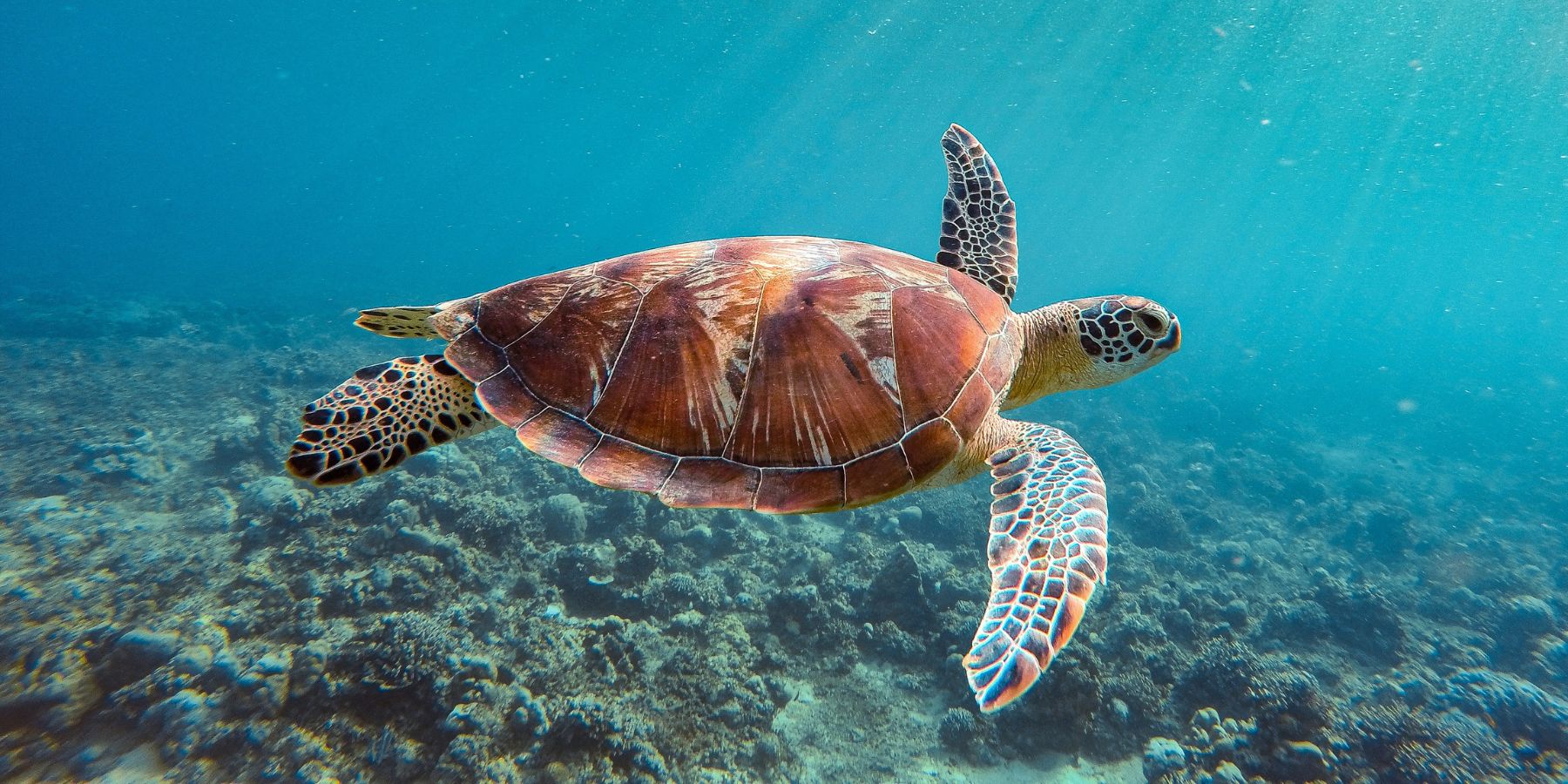 Discover How Plastic Free July is Changing the World