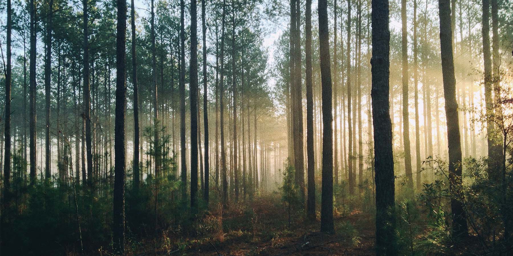 Eco Friendly Living: A Guide to Getting Started